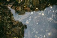 Lime Kiln State Park Intertidal Area