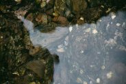 Lime Kiln State Park Intertidal Area